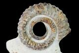 Early Devonian Ammonoid (Anetoceras) - Tazarine, Morocco #154319-1